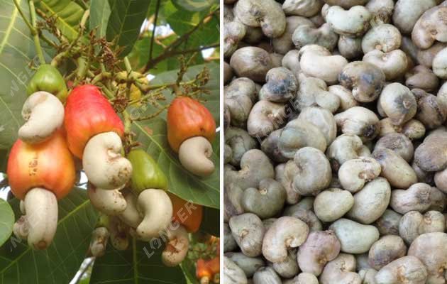 how are cashews processed in the factory
