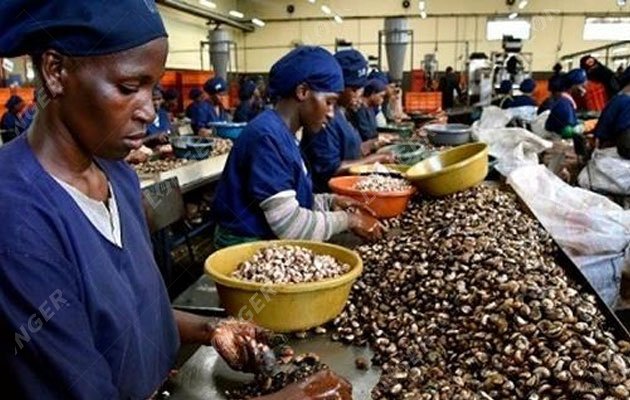 Setting Up a Cashew Processing Plant in Africa