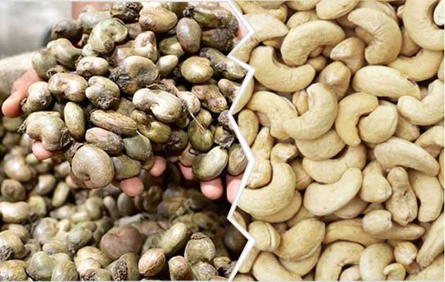 How to Start Cashew Nut Processing Business in Africa?