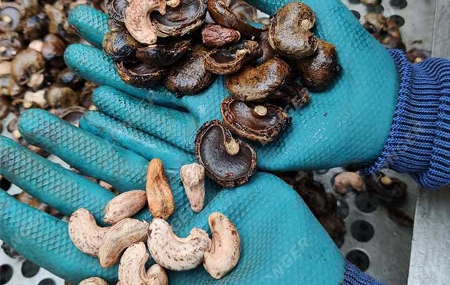 Cashew Nut Factory - Cashew Processing Machine