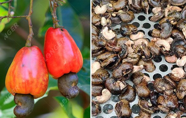 Basic Process of Cashew Nut Processing